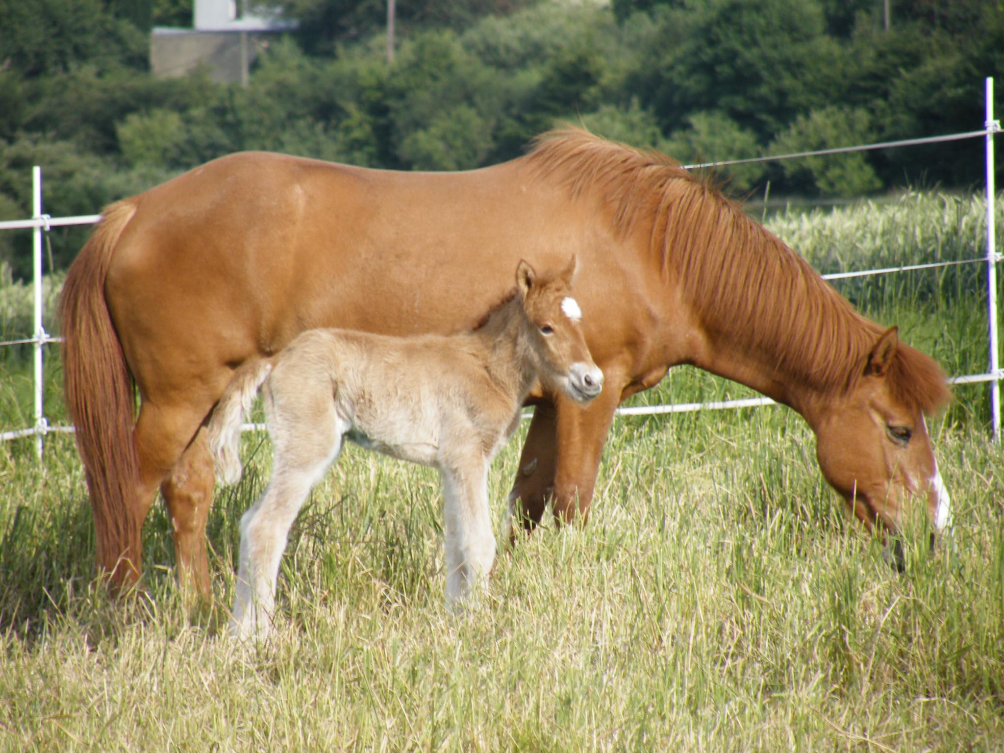 2009_0625Fohlen0043